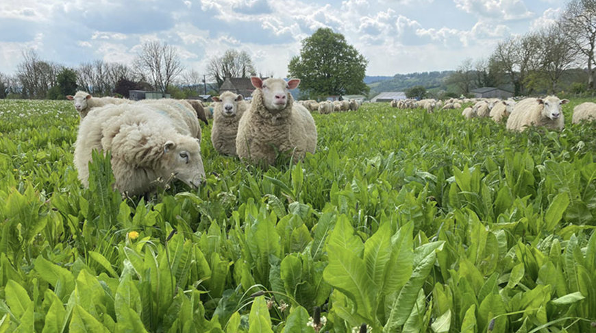 ADM Cares Support Jamie's Farm to Transform 159 Acres with Herbal Leys and Fodder Crops